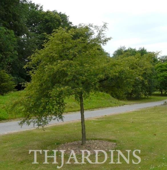 Zanthoxylum simulans - Pimenta sichuan, Pimenta szechuan, Szechwan pepper, Gujart