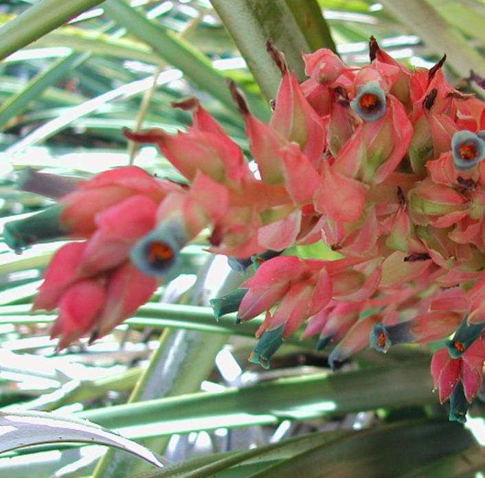 Puya dyckioides - Bromélia Rosa Coral, Bromélia Magnífica, Bromélia Dyckioides