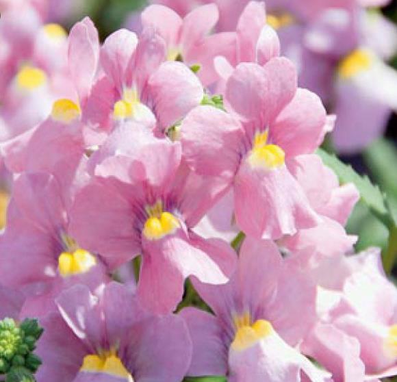 Nemesia strumosa Blaze of Glory (Mix) - Nemésia sedutora (Mix), Jóia do Cabo (Mix), Nemesia Chama da Glória