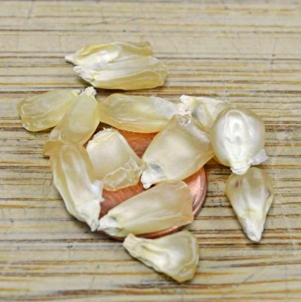 Zea mays Country Gentleman (C.O) - Milho Doce Country Gentleman, Milho Doce Shoepeg