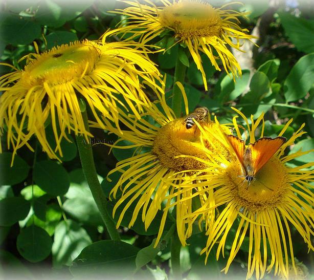 Inula magnifica 'Sonnenstrahl' - Inula gigante, Inula sonnenstrahl, Inula magnifica "Raio de Sol", Margarida giga