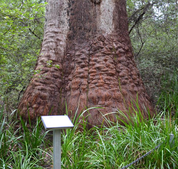 Eucalyptus jacksonii - Eucalipto Gigante da Floresta, Eucalipto Red Tingle, Eucalipto Gigante Jacksonii