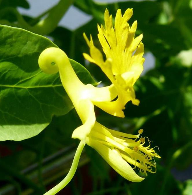 Tropaeolum peregrinum - Trepadeira Pássaro Peregrino, Canários Peregrinos, Canary Bird, Canary Creeper
