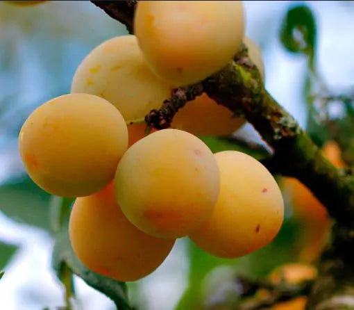 Prunus domestica 'Golden Honey' - Ameixeira, Ameixa Mel Dourado