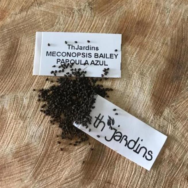 Meconopsis baileyi - Papoula Azul do Himalaya, Papoula Tibetana, Himalayan Blue Poppy, Papoula de Bai