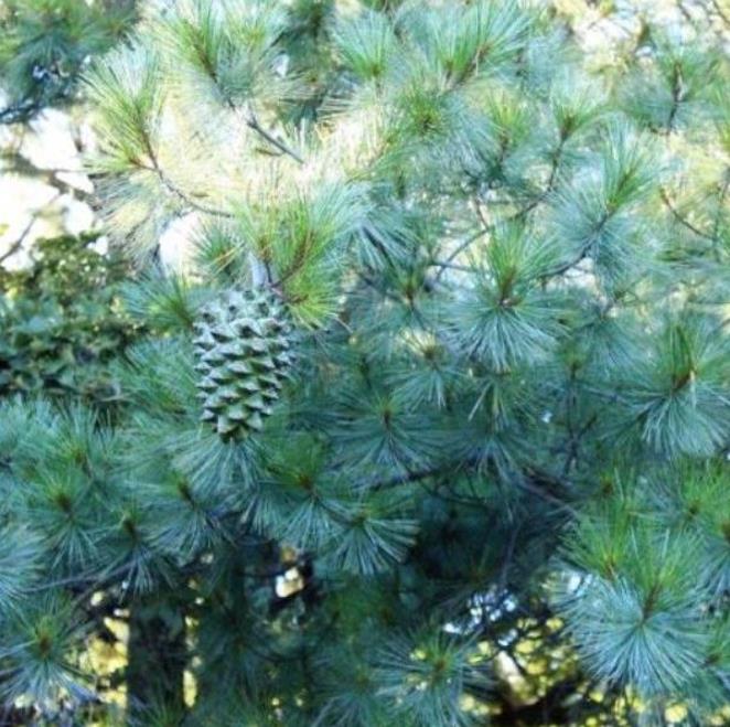 Pinus maximartinezii - Pinhão Martinez, Maxi-Pinhão, Pinhão Real, Pinheiro Zacatecas
