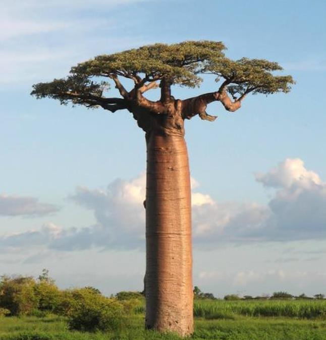 Adansonia suarezensis - Baobá Suarez