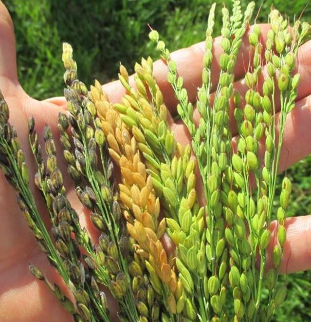 Oryza sativa Akamuro (Certificação Orgânica) - Arroz Akamuro, Arroz vermelho