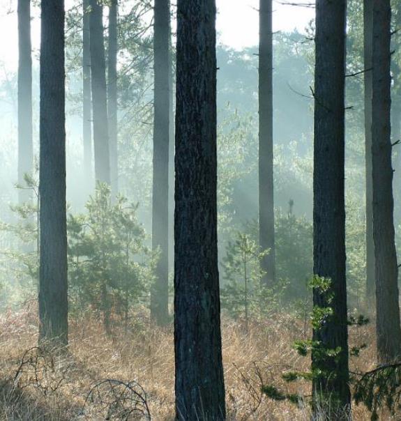 Pinus nigra Ssp laricio (Córsega) - Pinheiro Córsega, Pinheiro larício córsico, Pinheiro negro da Cór