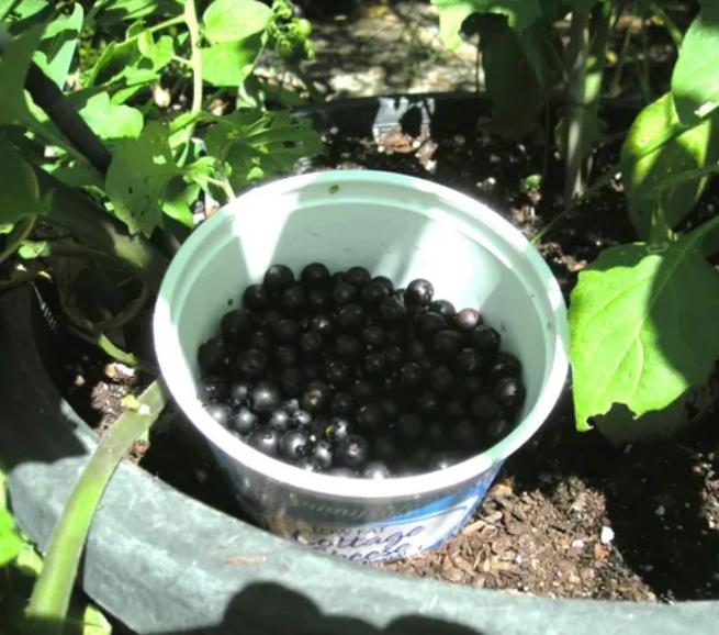 Solanum burbankii - Cereja Maravilha, Cereja do Sol, Wonderberry, Sunberry