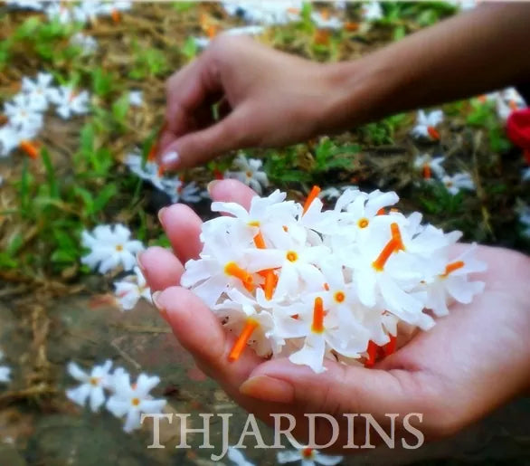 Nyctanthes arbor-Tristis - Jasmim da Noite, Árvore da Tristeza, Parijat