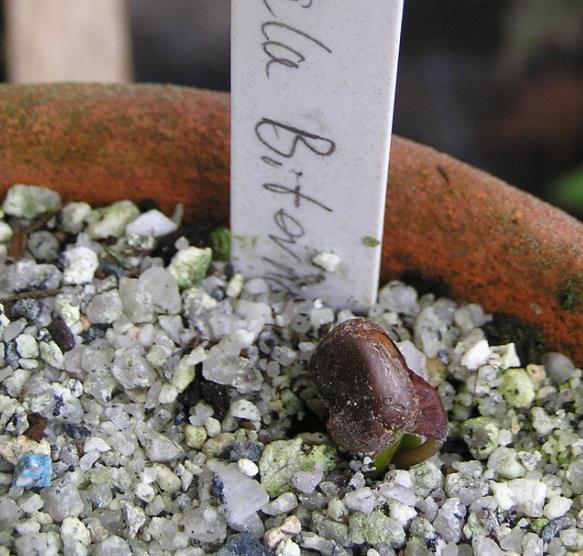 Lardizabala biternata - Coguilera, Coguil, Fruta Zabala, Lardizabala, Voqui Coille