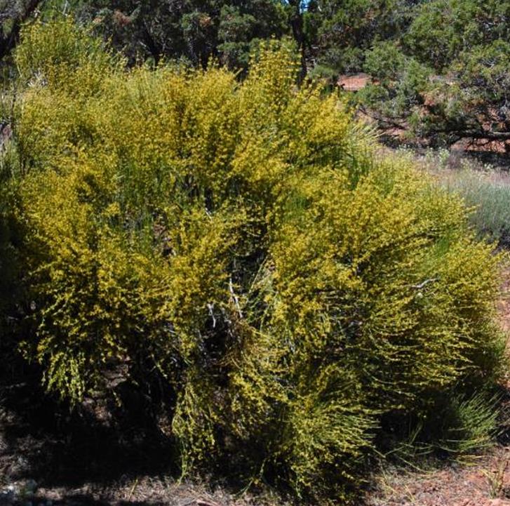 Ephedra viridis - Chá Mórmon Verde, Chá Brigham, Ephedra Verde, Mountain Jointfir