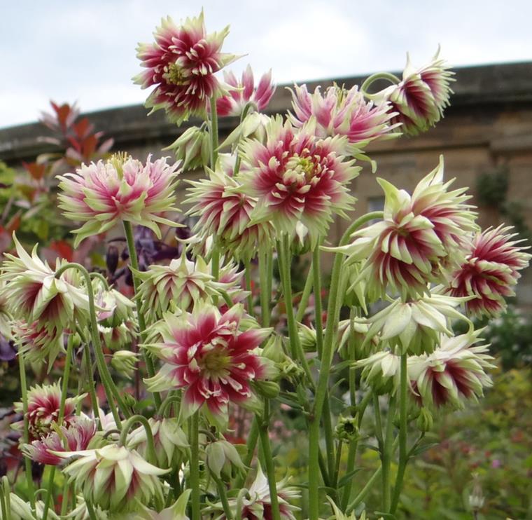 Aquilegia vulgaris Stellata Nora Barlow - Aquilegia Flor de Clematis (tricolor), Rosa Columbina Dobrada Tricolor (rosa,