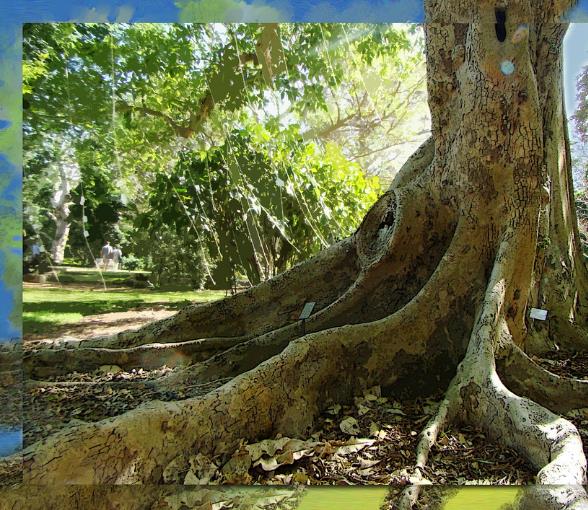 Ficus racemosa - Figueira de cacho, Figo de Cacho, Figueira Goolar, Figo do Rio Vermelho, Cluster