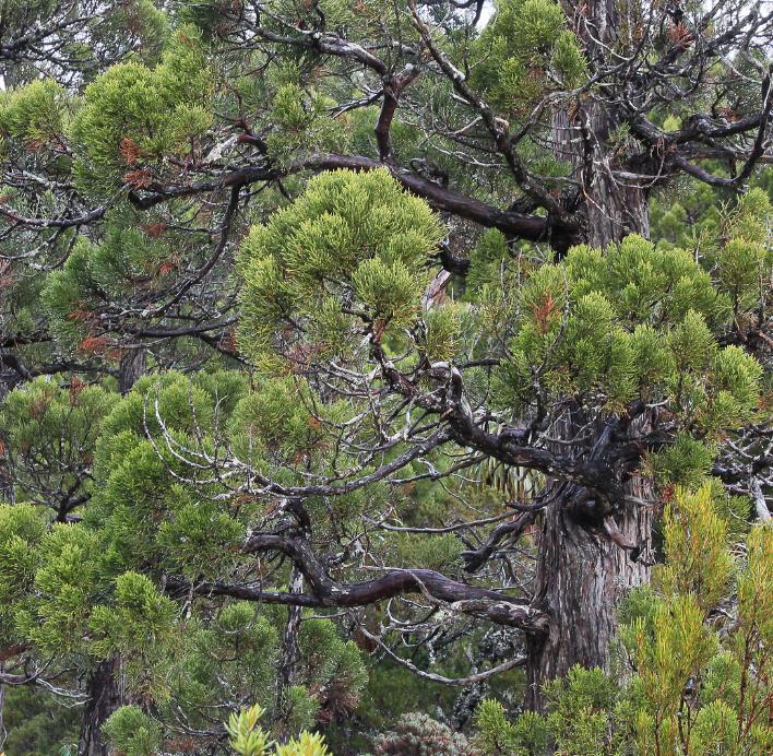 Athrotaxis cupressoides - Pinheiro Lápis, Pinho do lápis, Pencil Pine
