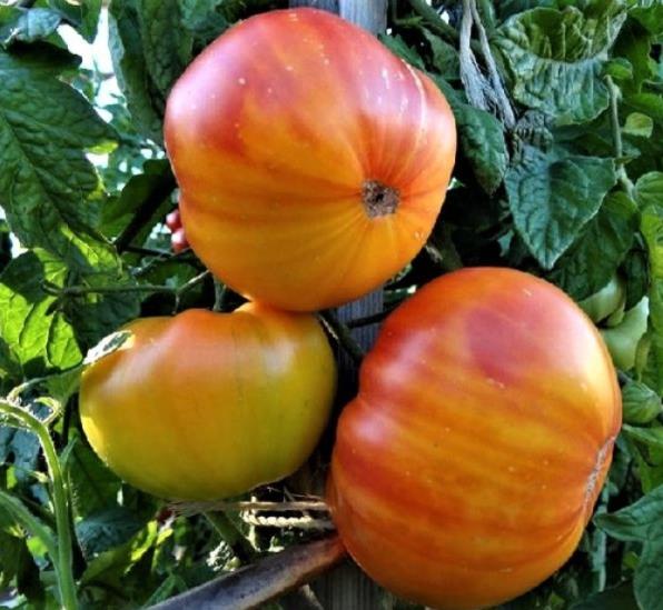 Solanum lycopersicon Pineaplle Striped - Tomate Abacaxi