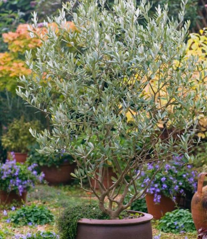 Olea europaea L. var. europaea - Oliveira, Azeitona, Oliveira Selvagem