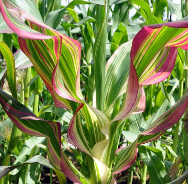 Zea mays Japonica Variegata (C.O) - Milho Japonês Listrado, Milho Japonês de Folhagem Ornamental