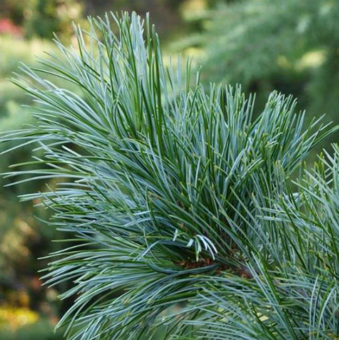 Pinus koraiensis - Pinheiro Coreano, Pinho Coreano, Pinnothin, Pinhole