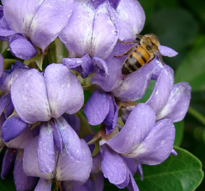 Sophora secundifloa -  Mescalbean, Louro da montanha do Texas, Feijão Mescal, Flor Glicínia do Texas