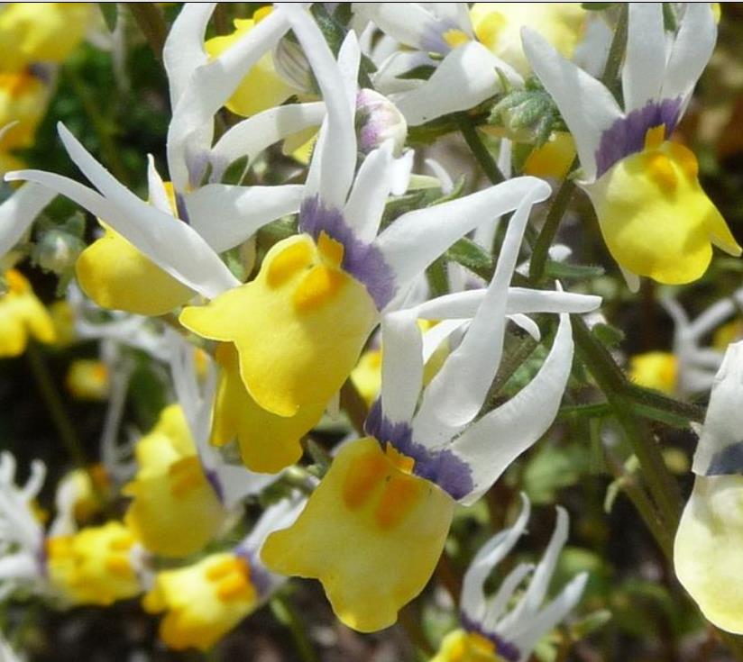Nemesia cheiranthus Mascarade - Arlequim mascarado, Jóia do cabo mascarado, Nemésia mascarada, Baile de máscaras
