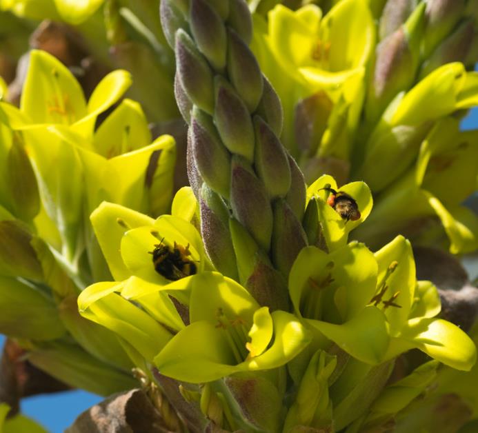 Puya chilensis - Bromélia do Chile, Chagual