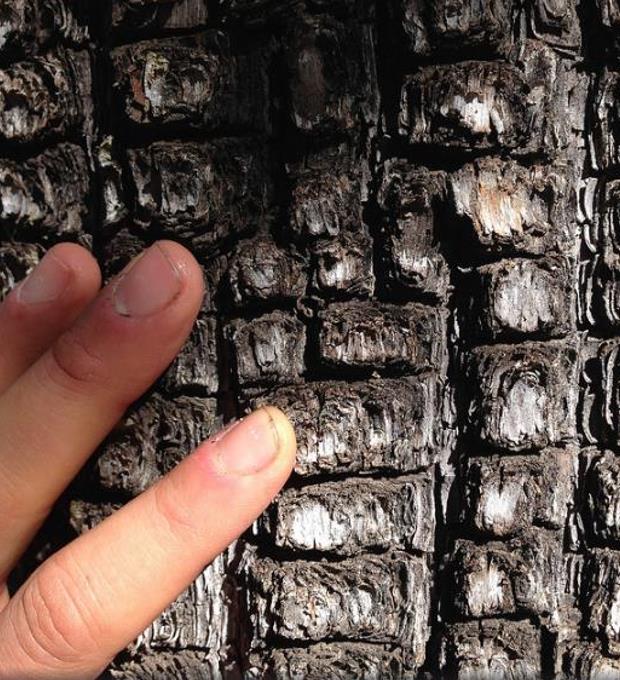 Juniperus deppeana Pachyphloea (Juniperus pachyphloea) - Zimbro do Jararé, Junípero Alligator, Alligator Juniper, Sweet-