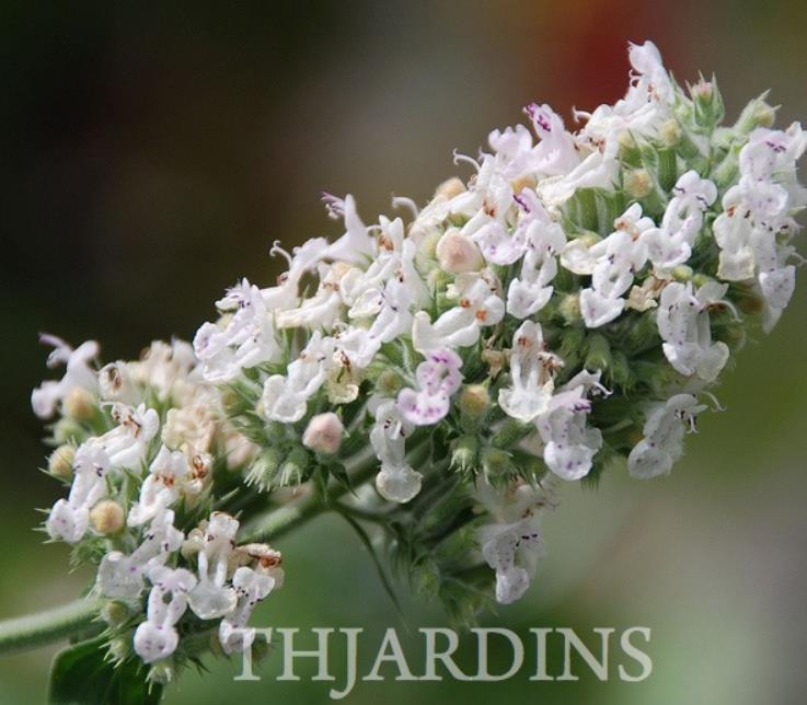 Nepeta cataria 'Citriodora' - Bálsamo do Campo, Bálsamo de Limão, Erva dos Gatos Essência Limão, Catnip Citrad