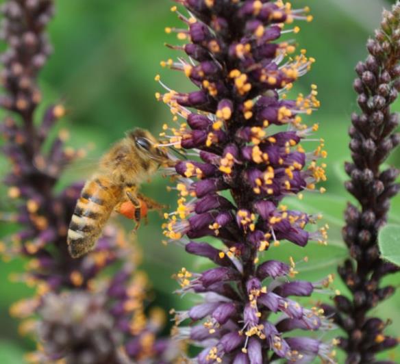 Amorpha Fruticosa - Falso indigo, falso indigo do deserto, indigo bush