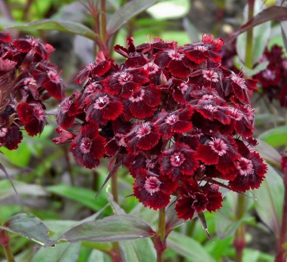 Dianthus barbatus Oeschberg - Flor Divina Oeschberg, Cravo Barbudo, Rosa Oeschberg, Cravina Oeschberg