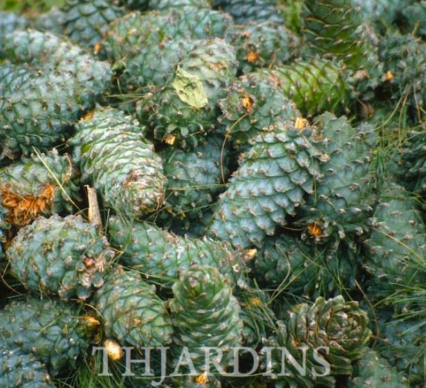 Pinus armandii - Davids Pine, Pinheiro Branco Chinês, Hua Shan Song (Chinês)