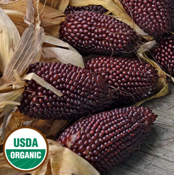 Zea mays Strawberry Popcorn (C.O) - Milho Pipoca Morango, Milho Pipoca Ornamental