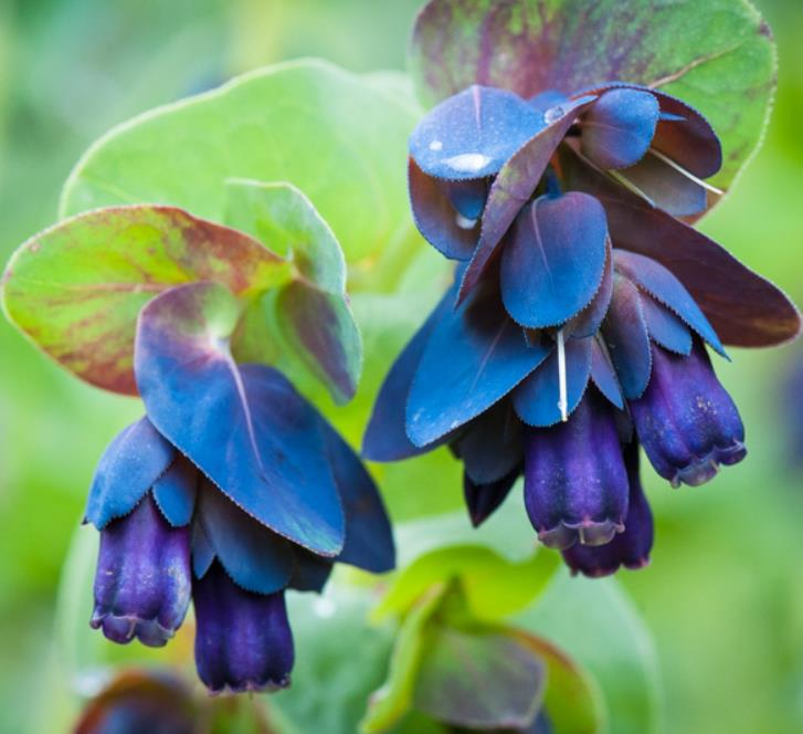Cerinthe major 'Purpurascens' - Orgulho de Gibraltar, Blue Honeywort, Pride of Gibraltar, Flor de Cera Púrpura