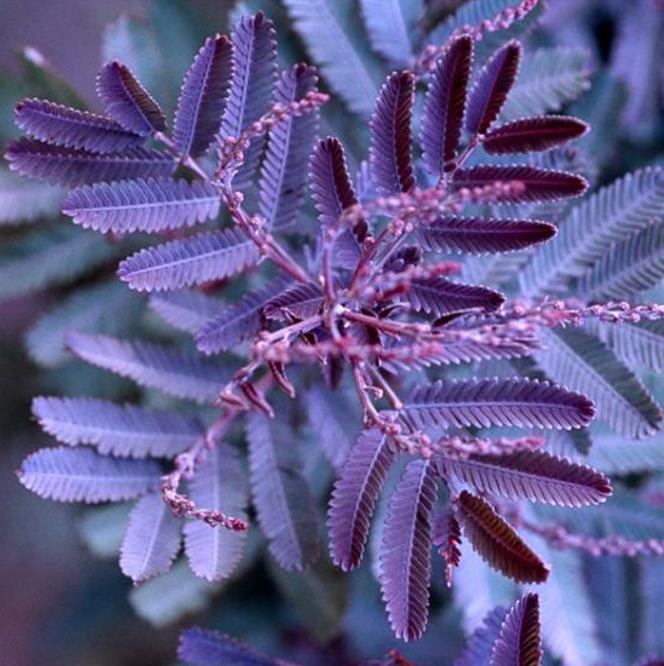 Acacia Baileyana Purpurea - Acacia, Purple Cootamandra Wattle, Purple Leaf Acacia, Acacia Baileyana Purpurea