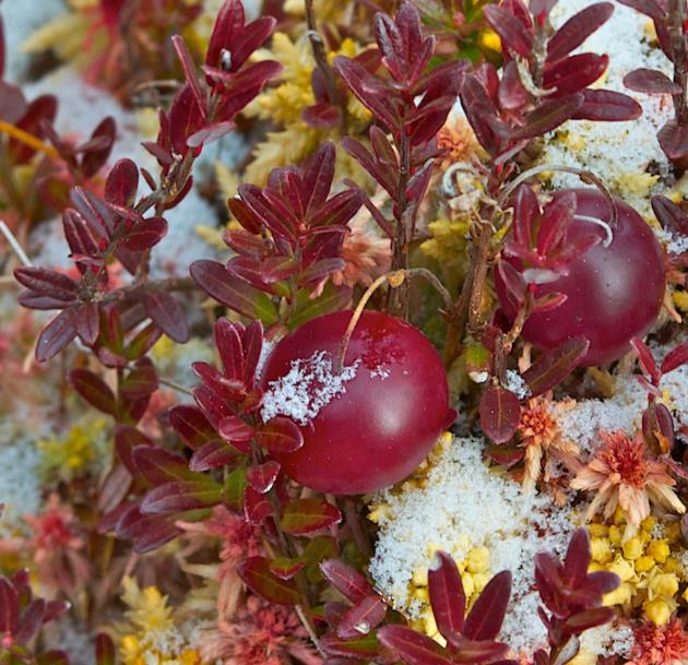 Vaccinium macrocarpon - Cereja Oxicoco, Oxycocus, American Cranberry Oxycoccus