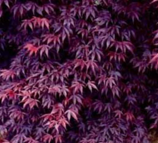 Acer palmatum Bloodgood - Acer Maple Bloodgood