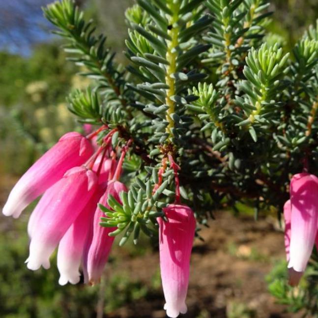 Erica bauera subsp. Bauera - Érica nupcial, Charneca nupcial, Érica Bauera, Urze
