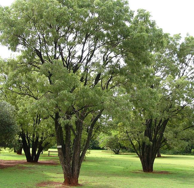 Bolusanthus speciosus - Wisteria Africana, Árvore Glicínia da Rodésia, Árvore Madeira Elefante