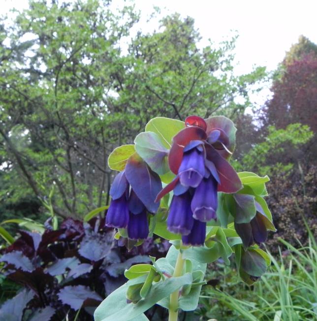 Cerinthe major 'Purpurascens' - Orgulho de Gibraltar, Blue Honeywort, Pride of Gibraltar, Flor de Cera Púrpura