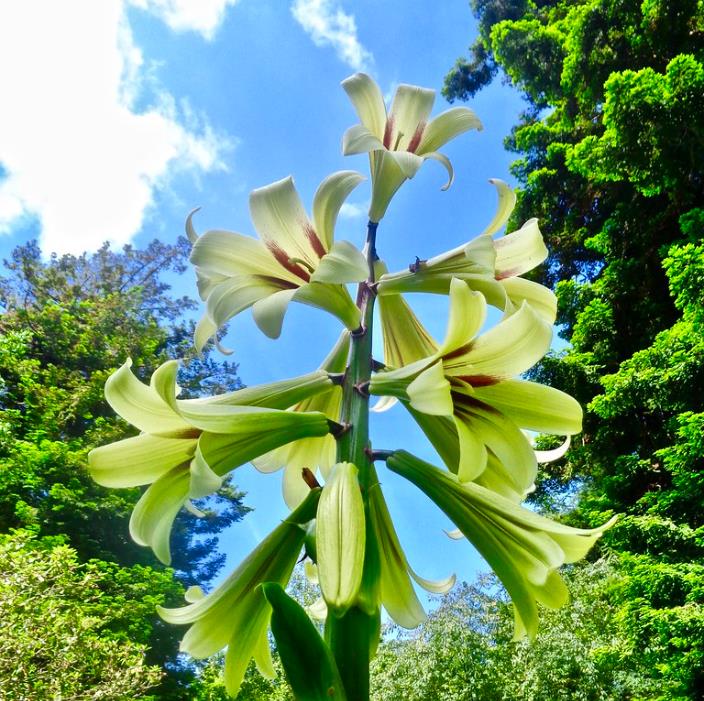 Cardiocrinum giganteum - Lírio Gigante do Himalaia, Lírio Gigante, Cardiocrino Gigante