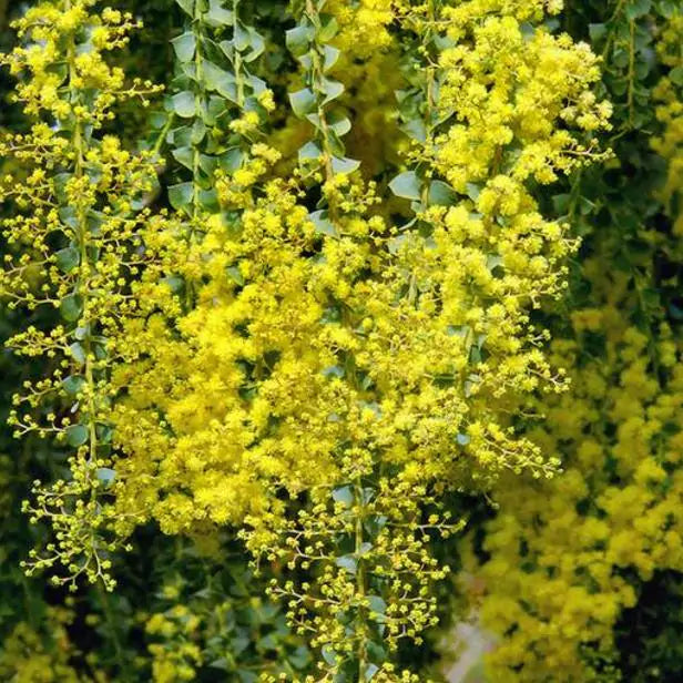 Acacia Pravíssima - Acacia, Ovens Wattle, Wedge-leaf Wattle