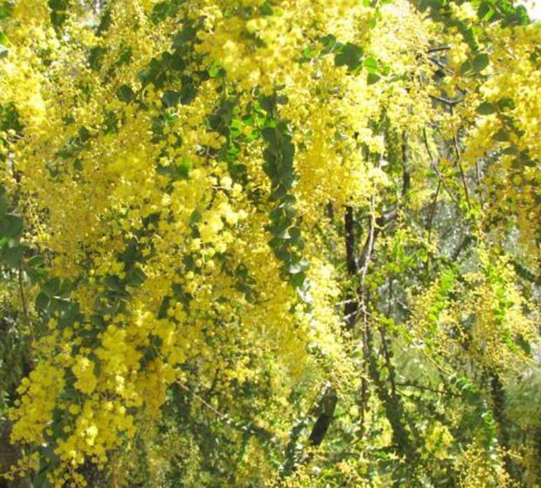 Acacia Pravíssima - Acacia, Ovens Wattle, Wedge-leaf Wattle
