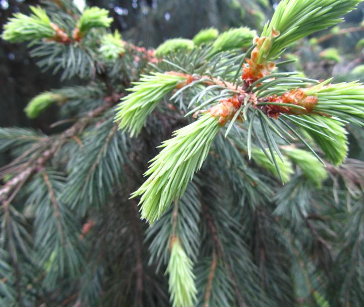 Picea smithiana - Pinheiro-picea morinda