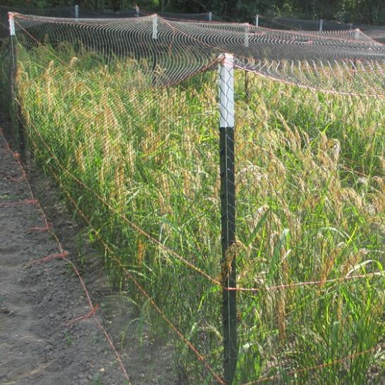 Oryza sativa Duborskian (Certificação Orgânica) - Arroz Duborskian, Arroz de montanha