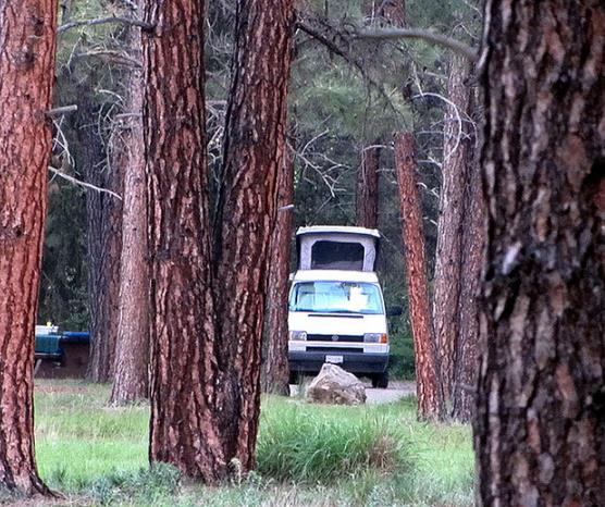 Pinus ponderosa - Pinheiro ponderosa, Pinheiro amarelo, Pinheiro Blackjaks