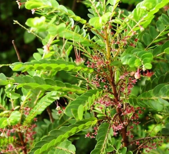 Phyllanthus pulcher - Groselha da Tailândia, Phyllanthus Bela, Phyllanthus Belo