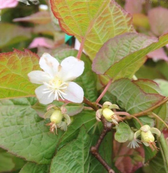 Actinidia kolomikta - Kiwi Uva, Trepadeira Mini Kiwi, Kiwi Grape, Kiwi Berry, Kiwi Ornamental