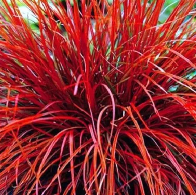 Uncinia rubra - Grama Vermelha