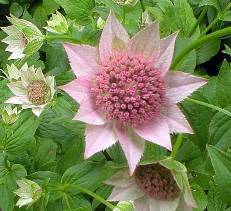 Astrantia maxima (Astrantia heterophylla, Astrantia speciosa) - Estrela Maior, Grande Obra-Prima, Masterwort